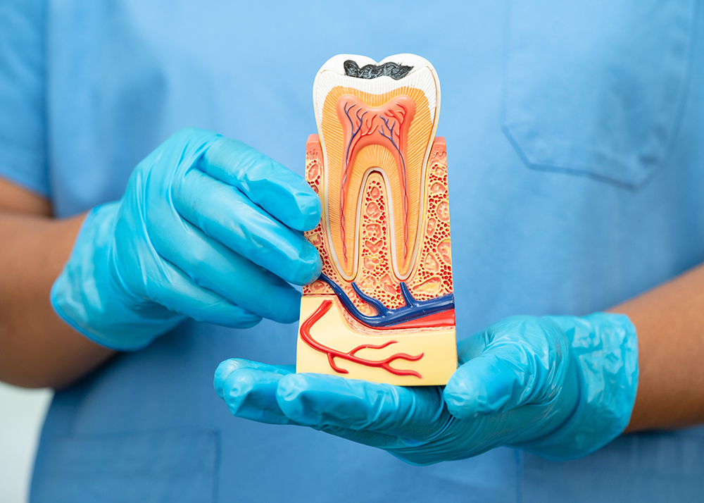 Dentist glove-holding a tooth cross-section model against a blue scrubs backdrop.